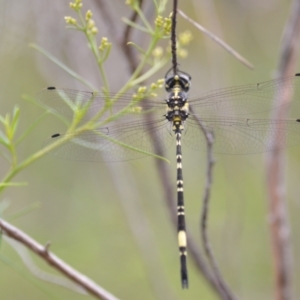 Parasynthemis regina at Wamboin, NSW - 10 Jan 2022