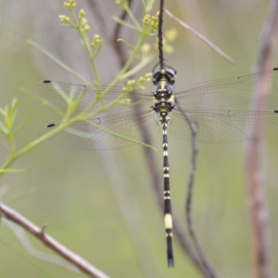 Parasynthemis regina (Royal Tigertail) at Wamboin, NSW - 10 Jan 2022 by natureguy