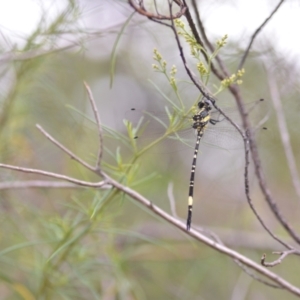 Parasynthemis regina at Wamboin, NSW - 10 Jan 2022