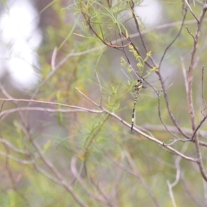 Parasynthemis regina at Wamboin, NSW - 10 Jan 2022