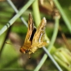 Taractrocera papyria (White-banded Grass-dart) at Cotter River, ACT - 20 Mar 2022 by JohnBundock