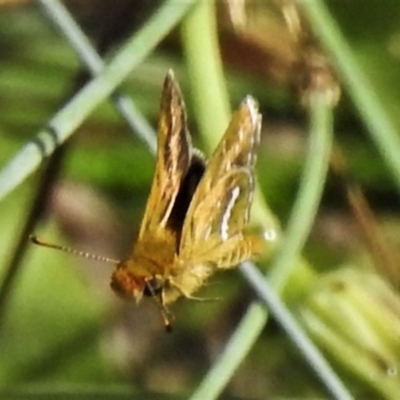 Taractrocera papyria (White-banded Grass-dart) at Corin Reservoir - 20 Mar 2022 by JohnBundock