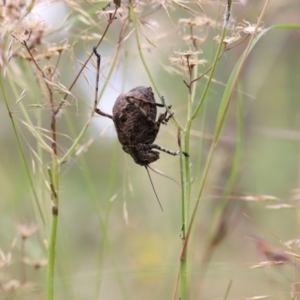 Acripeza reticulata at Mount Clear, ACT - 24 Jan 2022