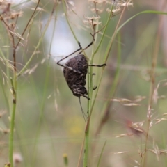 Acripeza reticulata at Mount Clear, ACT - 24 Jan 2022 03:48 PM