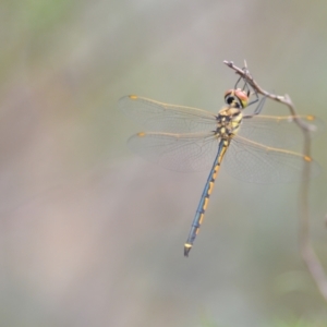 Hemicordulia tau at Wamboin, NSW - 10 Jan 2022