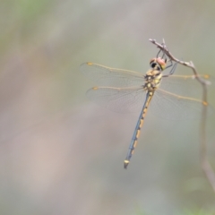 Hemicordulia tau at Wamboin, NSW - 10 Jan 2022