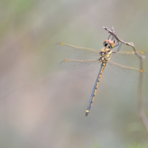 Hemicordulia tau at Wamboin, NSW - 10 Jan 2022 02:49 PM