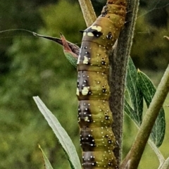 Oenochroma vinaria (Pink-bellied Moth, Hakea Wine Moth) at Mummel, NSW - 20 Mar 2022 by Milly