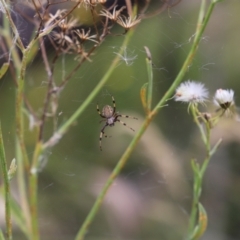 Araneidae (family) (Orb weaver) at Mount Clear, ACT - 24 Jan 2022 by JimL