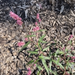 Persicaria decipiens (Slender Knotweed) at Hackett, ACT - 20 Mar 2022 by cmobbs