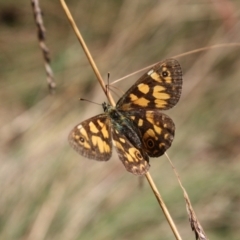 Oreixenica lathoniella (Silver Xenica) at Tennent, ACT - 20 Mar 2022 by DavidForrester