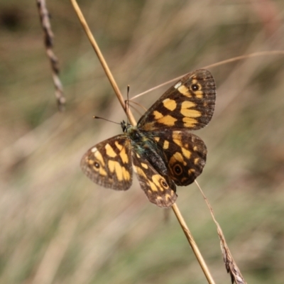 Oreixenica lathoniella (Silver Xenica) at Tennent, ACT - 20 Mar 2022 by DavidForrester