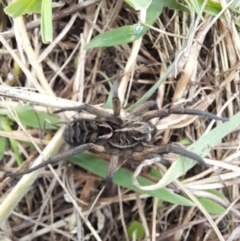 Tasmanicosa sp. (genus) (Unidentified Tasmanicosa wolf spider) at Rendezvous Creek, ACT - 19 Mar 2022 by VanceLawrence