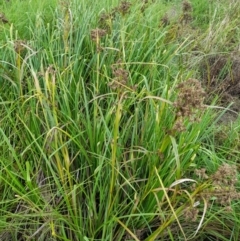 Scirpus polystachyus at Rendezvous Creek, ACT - 19 Mar 2022