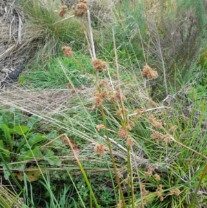 Juncus vaginatus at Rendezvous Creek, ACT - 19 Mar 2022