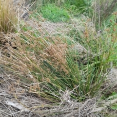 Juncus vaginatus at Rendezvous Creek, ACT - 19 Mar 2022