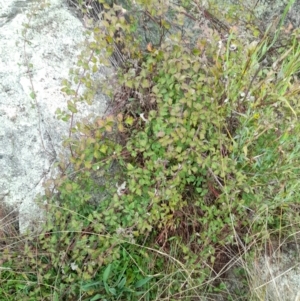 Rubus parvifolius at Rendezvous Creek, ACT - 19 Mar 2022