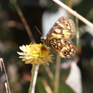 Oreixenica latialis at Tennent, ACT - suppressed