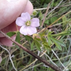 Geranium solanderi (Native Geranium) at Rendezvous Creek, ACT - 18 Mar 2022 by VanceLawrence