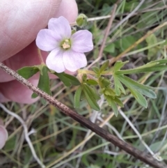 Geranium solanderi at Rendezvous Creek, ACT - 19 Mar 2022