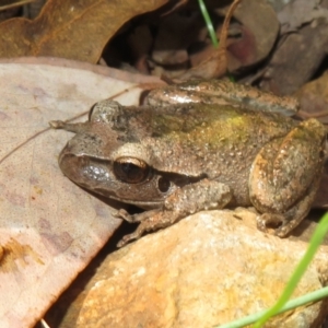 Litoria lesueuri at Cotter River, ACT - 20 Mar 2022