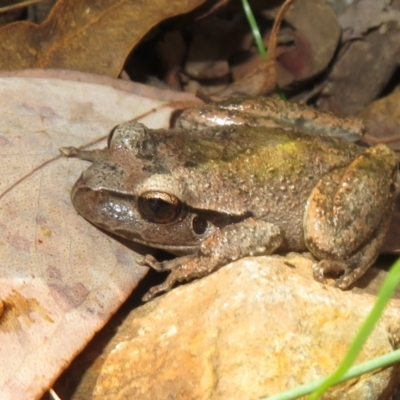 Litoria lesueuri (Lesueur's Tree-frog) at Cotter River, ACT - 19 Mar 2022 by Christine