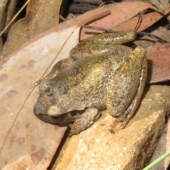 Litoria lesueuri at Cotter River, ACT - 20 Mar 2022