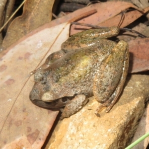 Litoria lesueuri at Cotter River, ACT - 20 Mar 2022 10:30 AM