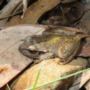 Litoria lesueuri at Cotter River, ACT - 20 Mar 2022 10:30 AM