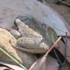 Litoria lesueuri at Cotter River, ACT - 20 Mar 2022 10:30 AM