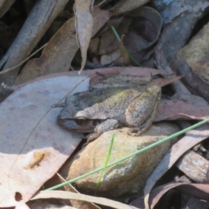 Litoria lesueuri at Cotter River, ACT - 20 Mar 2022 10:30 AM