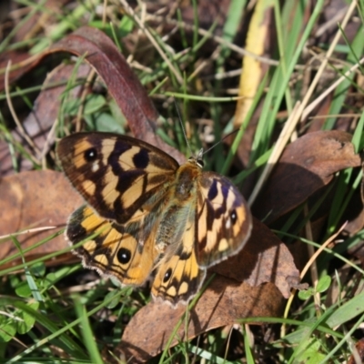 Heteronympha penelope (Shouldered Brown) at Cotter River, ACT - 20 Mar 2022 by DavidForrester