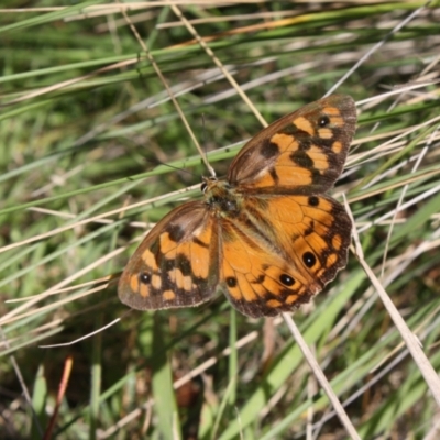 Heteronympha penelope (Shouldered Brown) at Cotter River, ACT - 19 Mar 2022 by DavidForrester