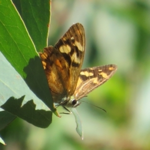 Heteronympha banksii at Cotter River, ACT - 20 Mar 2022