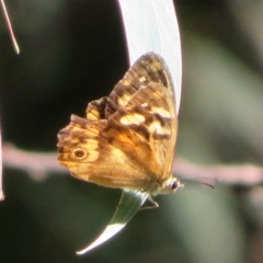 Heteronympha banksii at Cotter River, ACT - 20 Mar 2022