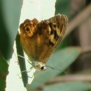 Heteronympha banksii at Cotter River, ACT - 20 Mar 2022