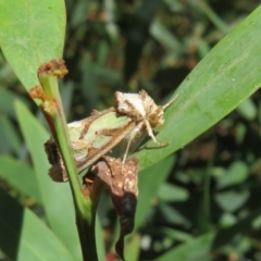 Cosmodes elegans (Green Blotched Moth) at Cotter River, ACT - 19 Mar 2022 by Christine