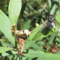 Cosmodes elegans at Cotter River, ACT - 20 Mar 2022 10:45 AM