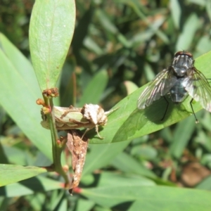 Cosmodes elegans at Cotter River, ACT - 20 Mar 2022 10:45 AM