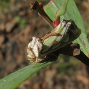 Cosmodes elegans at Cotter River, ACT - 20 Mar 2022 10:45 AM