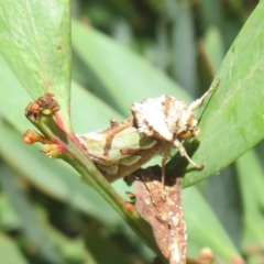 Cosmodes elegans at Cotter River, ACT - 20 Mar 2022 10:45 AM