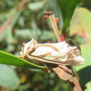 Cosmodes elegans at Cotter River, ACT - 20 Mar 2022 10:45 AM