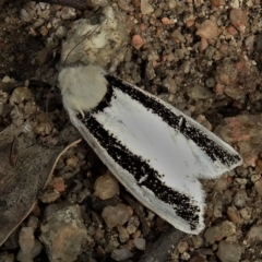 Oenosandra boisduvalii (Boisduval's Autumn Moth) at Paddys River, ACT - 20 Mar 2022 by JohnBundock