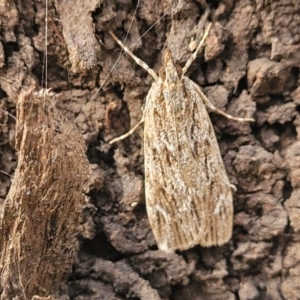 Scoparia emmetropis at Acton, ACT - 20 Mar 2022 06:09 PM