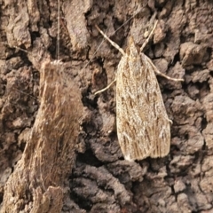 Scoparia emmetropis at Acton, ACT - 20 Mar 2022