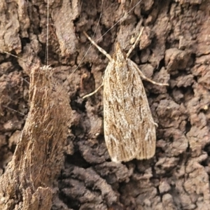 Scoparia emmetropis at Acton, ACT - 20 Mar 2022