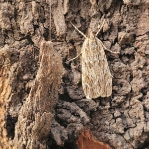 Scoparia emmetropis at Acton, ACT - 20 Mar 2022 06:09 PM