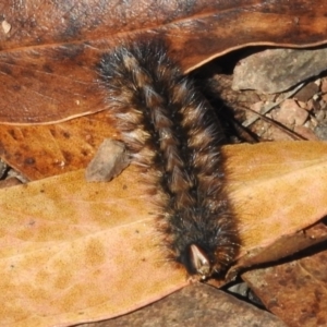 Anthela (genus) immature at Cotter River, ACT - 20 Mar 2022 10:25 AM