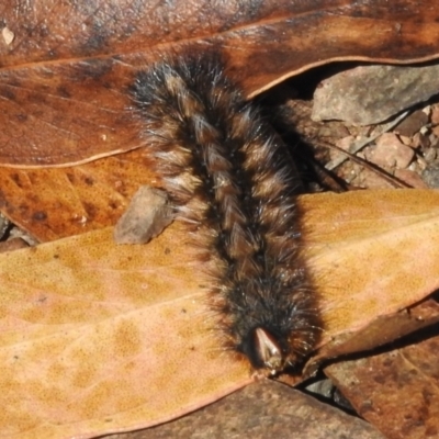 Anthela (genus) immature (Unidentified Anthelid Moth) at Cotter River, ACT - 20 Mar 2022 by JohnBundock