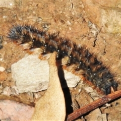 Anthela (genus) immature at Cotter River, ACT - 20 Mar 2022 10:25 AM